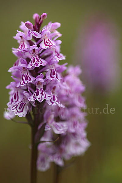 Fuchs Knabenkraut (Dactylorhiza fuchsii)