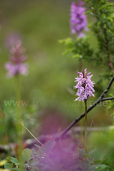 Fuchs Knabenkraut (Dactylorhiza fuchsii)