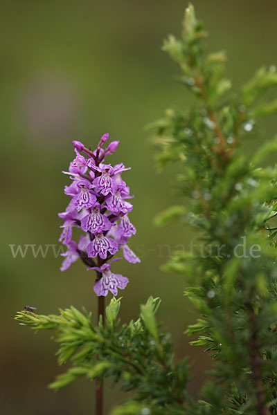 Fuchs Knabenkraut (Dactylorhiza fuchsii)