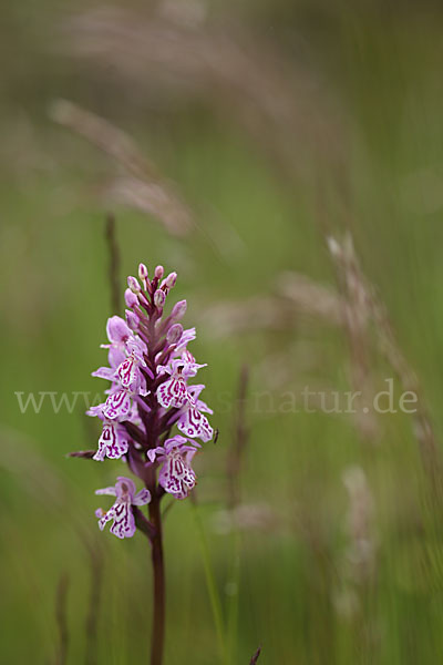 Fuchs Knabenkraut (Dactylorhiza fuchsii)