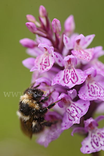 Fuchs Knabenkraut (Dactylorhiza fuchsii)