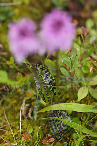 Fuchs Knabenkraut (Dactylorhiza fuchsii)