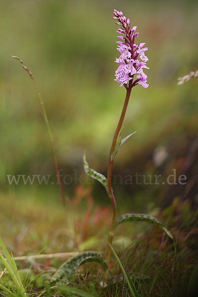 Fuchs Knabenkraut (Dactylorhiza fuchsii)