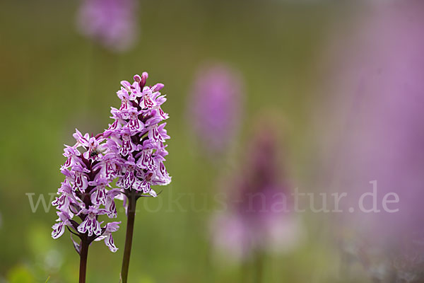 Fuchs Knabenkraut (Dactylorhiza fuchsii)