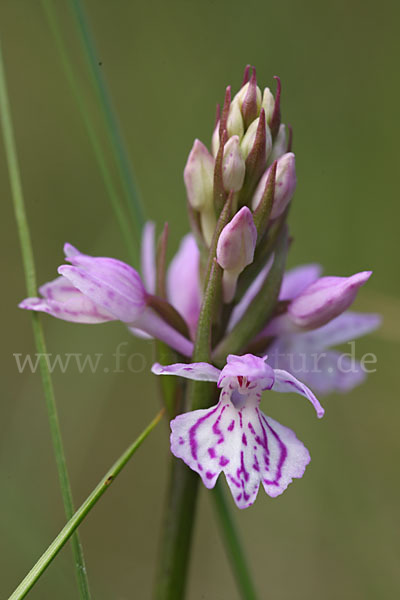 Fuchs Knabenkraut (Dactylorhiza fuchsii)