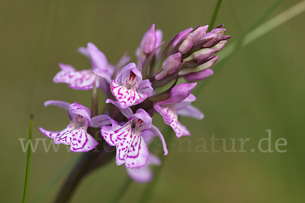 Fuchs Knabenkraut (Dactylorhiza fuchsii)