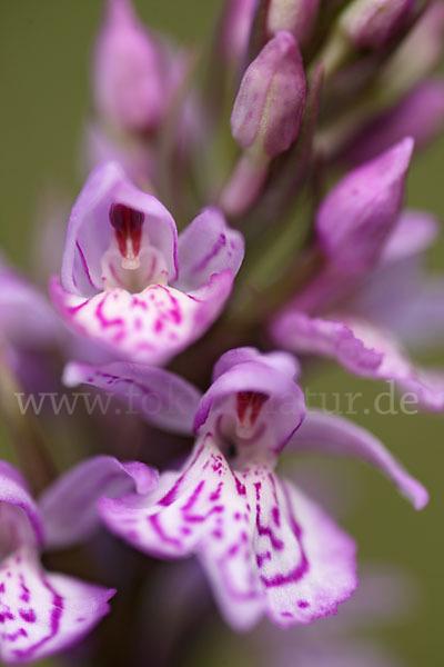 Fuchs Knabenkraut (Dactylorhiza fuchsii)