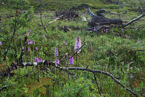 Fuchs Knabenkraut (Dactylorhiza fuchsii)