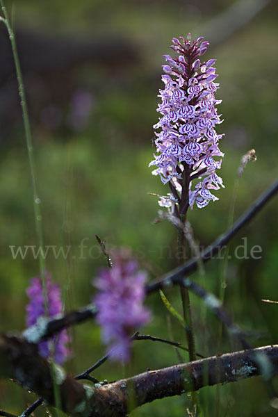 Fuchs Knabenkraut (Dactylorhiza fuchsii)