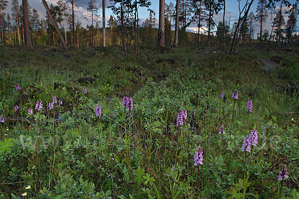 Fuchs Knabenkraut (Dactylorhiza fuchsii)