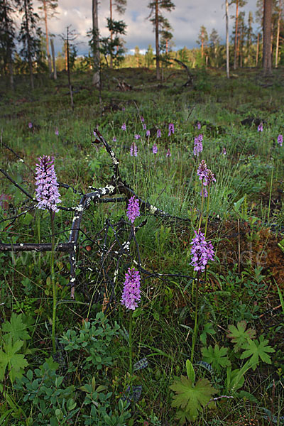 Fuchs Knabenkraut (Dactylorhiza fuchsii)