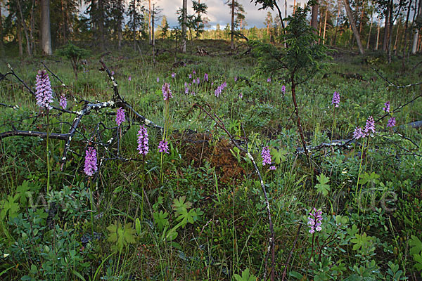 Fuchs Knabenkraut (Dactylorhiza fuchsii)