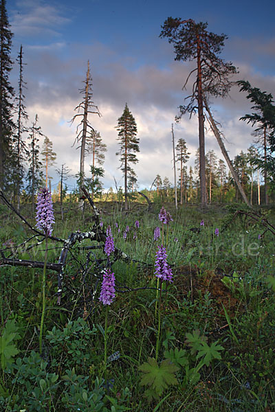 Fuchs Knabenkraut (Dactylorhiza fuchsii)