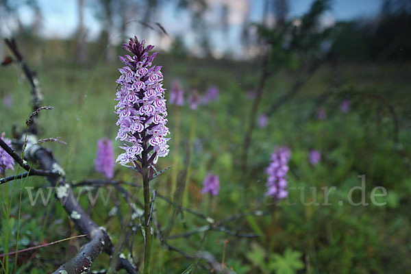 Fuchs Knabenkraut (Dactylorhiza fuchsii)