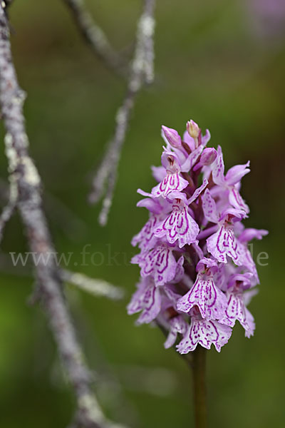 Fuchs Knabenkraut (Dactylorhiza fuchsii)