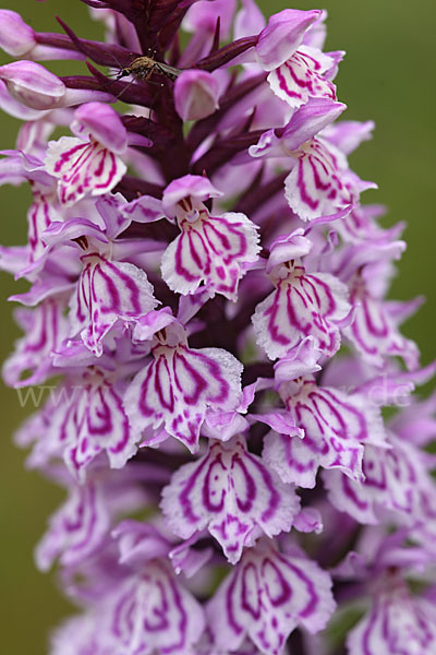 Fuchs Knabenkraut (Dactylorhiza fuchsii)