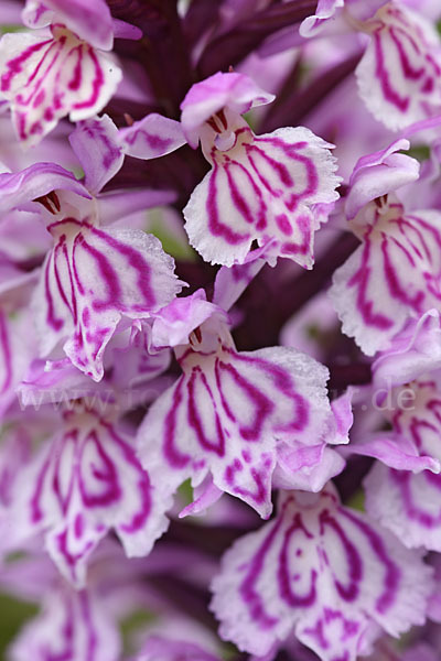 Fuchs Knabenkraut (Dactylorhiza fuchsii)