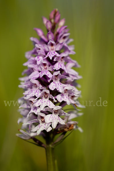 Fuchs Knabenkraut (Dactylorhiza fuchsii)