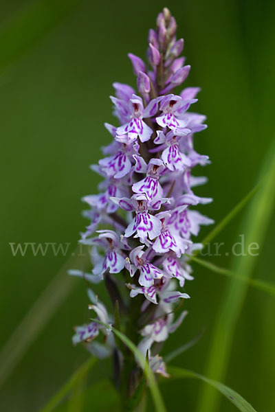 Fuchs Knabenkraut (Dactylorhiza fuchsii)