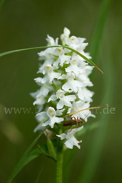 Fuchs Knabenkraut (Dactylorhiza fuchsii)