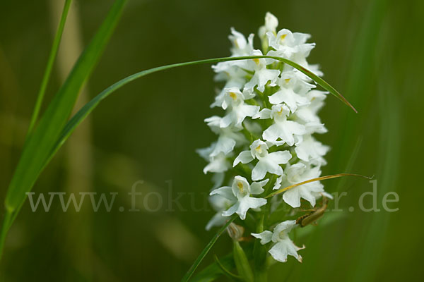 Fuchs Knabenkraut (Dactylorhiza fuchsii)