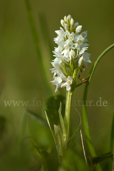 Fuchs Knabenkraut (Dactylorhiza fuchsii)