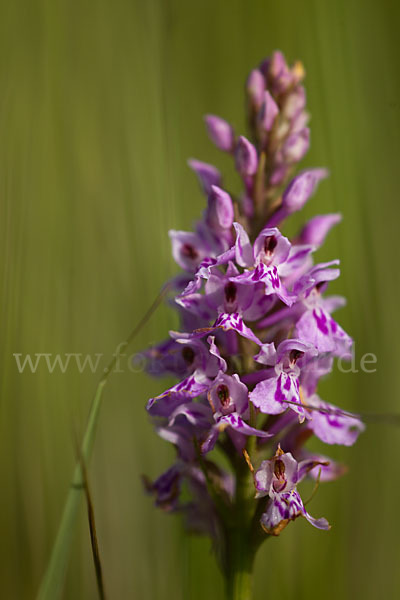 Fuchs Knabenkraut (Dactylorhiza fuchsii)