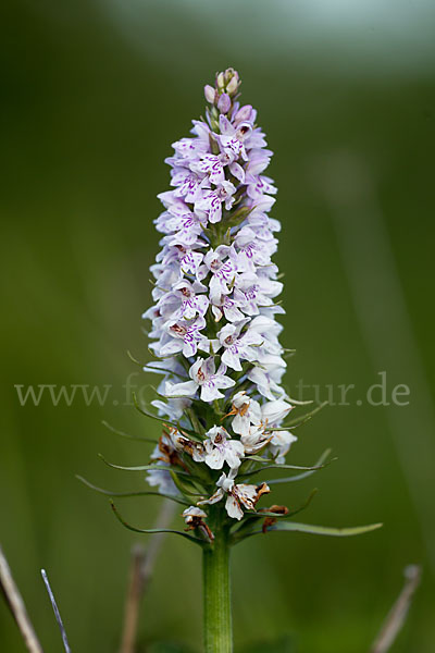 Fuchs Knabenkraut (Dactylorhiza fuchsii)