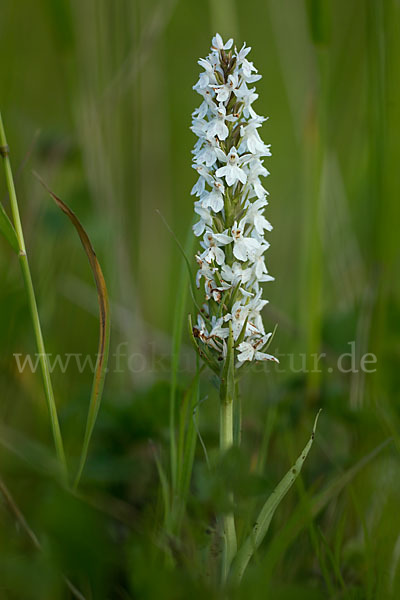 Fuchs Knabenkraut (Dactylorhiza fuchsii)