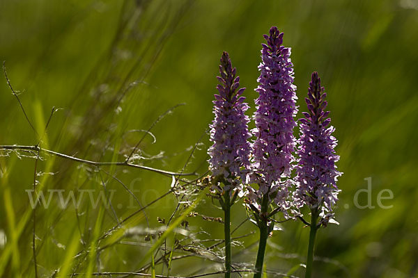 Fuchs Knabenkraut (Dactylorhiza fuchsii)