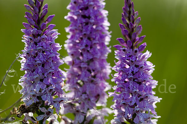 Fuchs Knabenkraut (Dactylorhiza fuchsii)