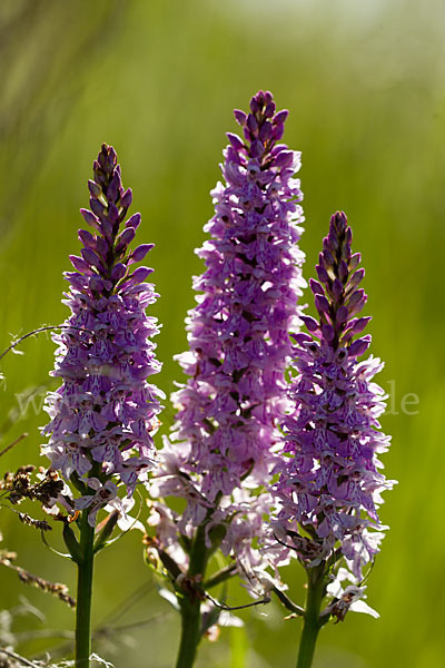 Fuchs Knabenkraut (Dactylorhiza fuchsii)