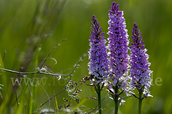 Fuchs Knabenkraut (Dactylorhiza fuchsii)