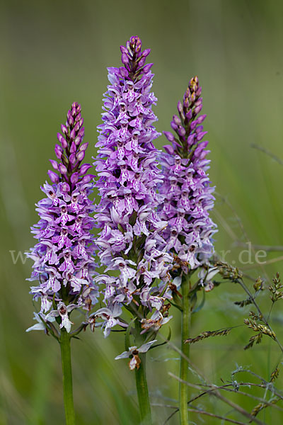 Fuchs Knabenkraut (Dactylorhiza fuchsii)