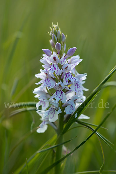 Fuchs Knabenkraut (Dactylorhiza fuchsii)