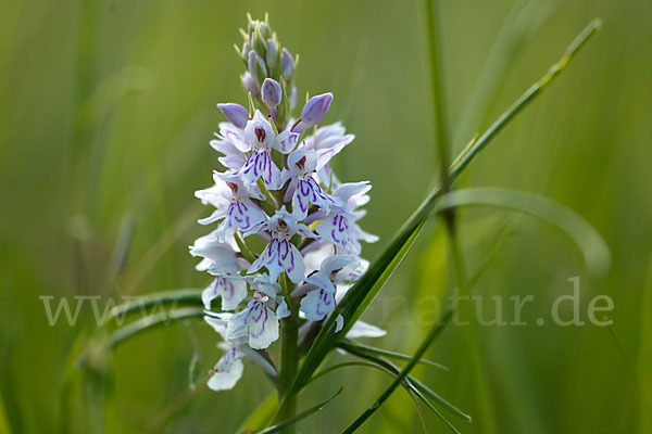 Fuchs Knabenkraut (Dactylorhiza fuchsii)