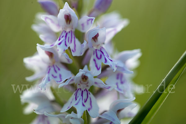 Fuchs Knabenkraut (Dactylorhiza fuchsii)