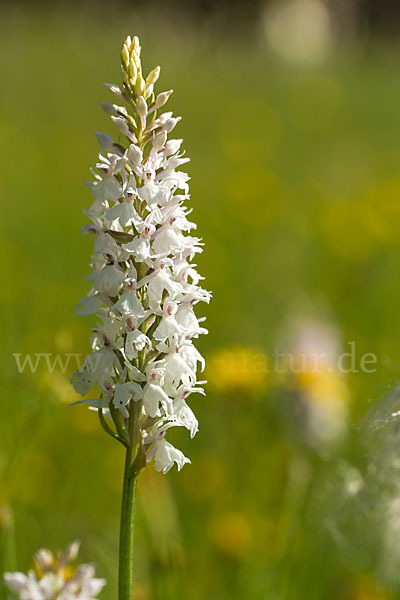 Fuchs Knabenkraut (Dactylorhiza fuchsii)