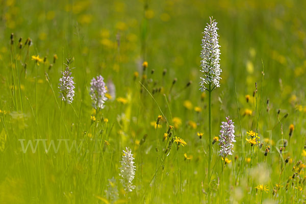 Fuchs Knabenkraut (Dactylorhiza fuchsii)