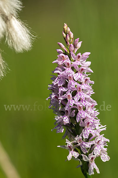 Fuchs Knabenkraut (Dactylorhiza fuchsii)