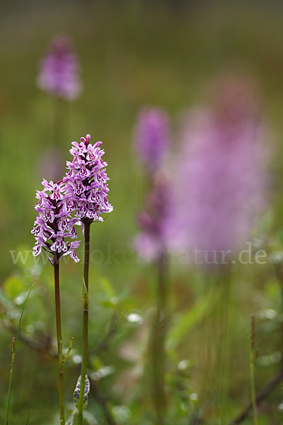 Fuchs Knabenkraut (Dactylorhiza fuchsii)