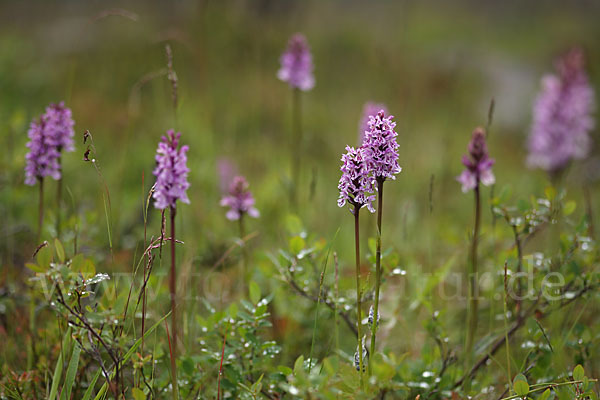 Fuchs Knabenkraut (Dactylorhiza fuchsii)