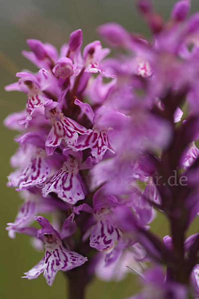 Fuchs Knabenkraut (Dactylorhiza fuchsii)