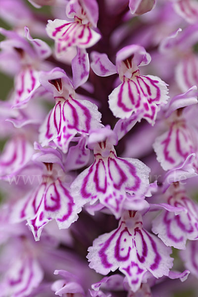 Fuchs Knabenkraut (Dactylorhiza fuchsii)