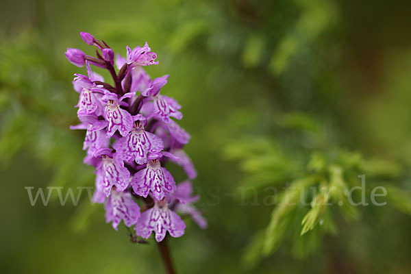 Fuchs Knabenkraut (Dactylorhiza fuchsii)