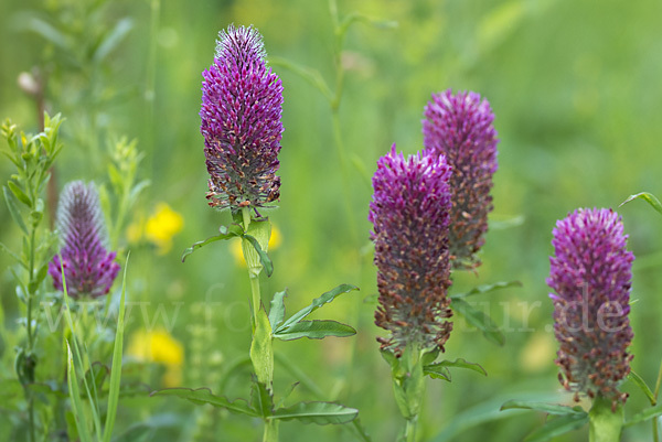 Fuchsschwanz-Klee (Trifolium rubens)