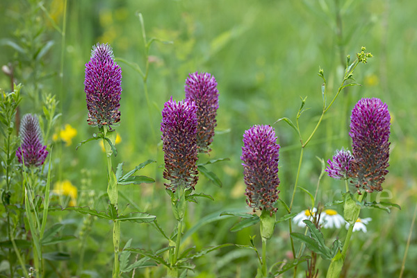 Fuchsschwanz-Klee (Trifolium rubens)