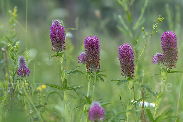 Fuchsschwanz-Klee (Trifolium rubens)