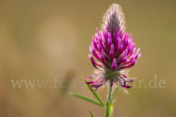 Fuchsschwanz-Klee (Trifolium rubens)