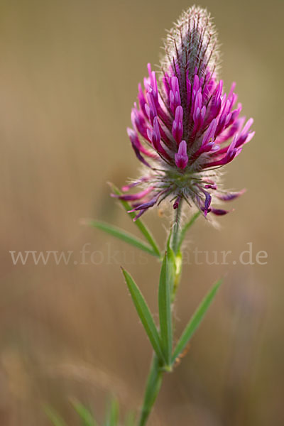 Fuchsschwanz-Klee (Trifolium rubens)